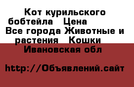 Кот курильского бобтейла › Цена ­ 5 000 - Все города Животные и растения » Кошки   . Ивановская обл.